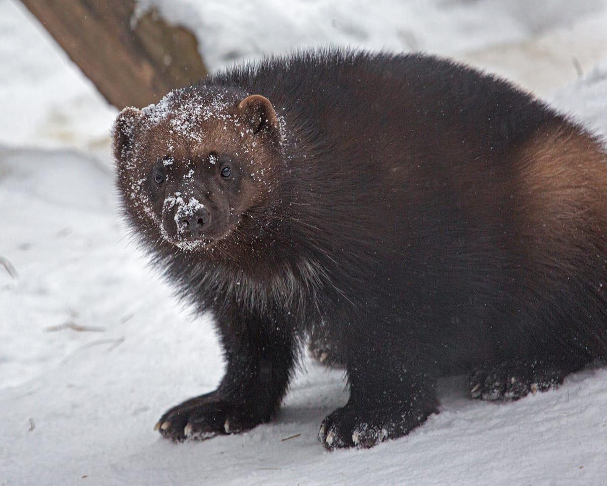 Фото Животные Новосибирского зоопарка принимают снежные ванны: 10 умилительных фото 3