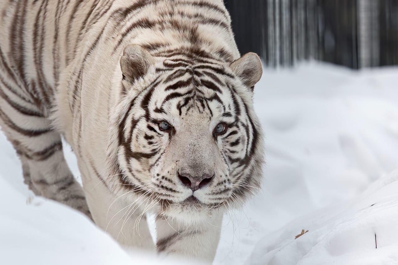 Фото Животные Новосибирского зоопарка принимают снежные ванны: 10 умилительных фото 4