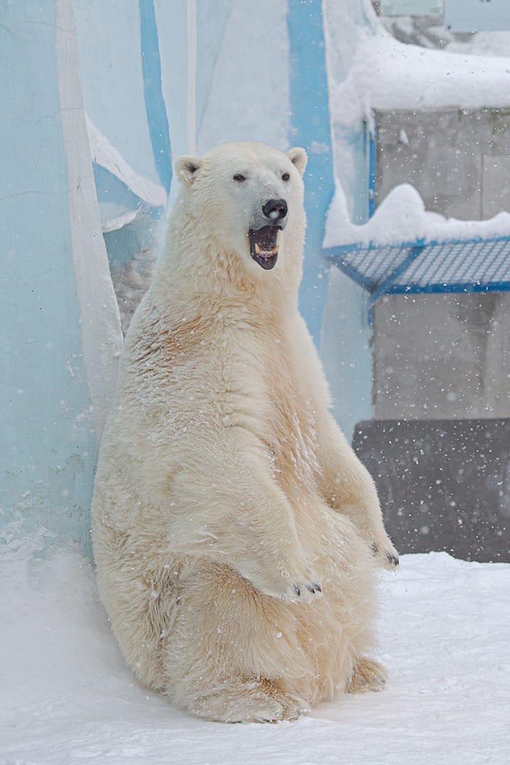 Фото Животные Новосибирского зоопарка принимают снежные ванны: 10 умилительных фото 10