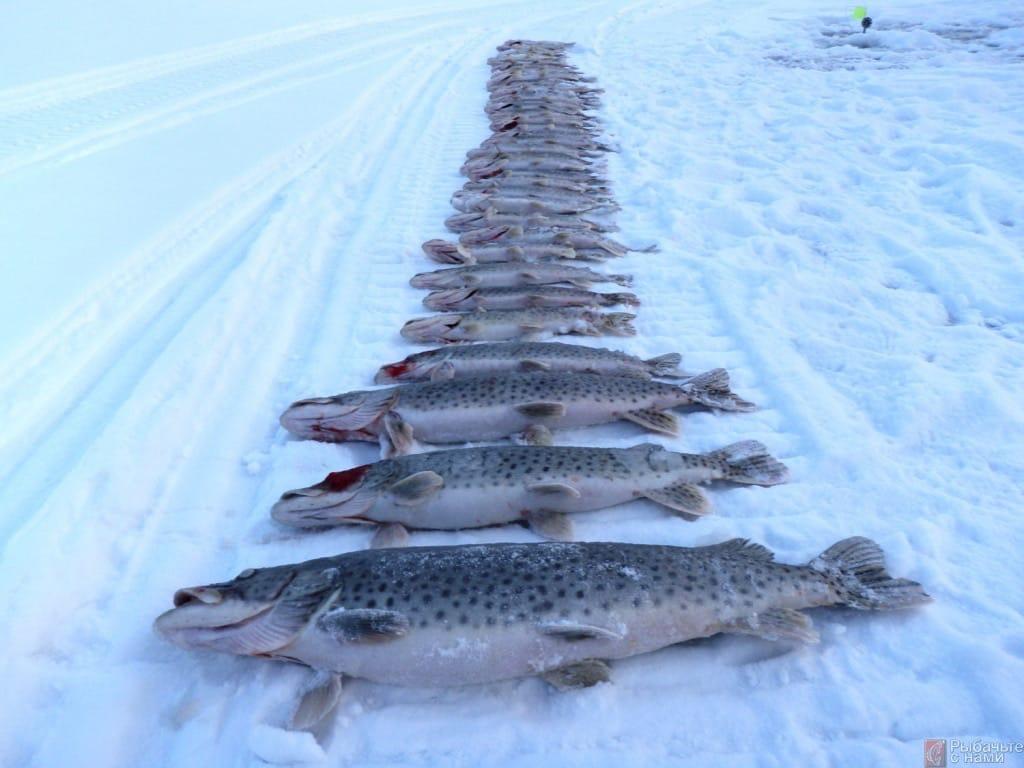 Фото В Новосибирской области начался сезон подлёдной рыбалки 2