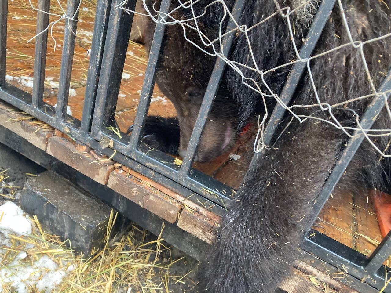 Фото В Новосибирске журналистам показали спасённых зоозащитницей медвежат 2