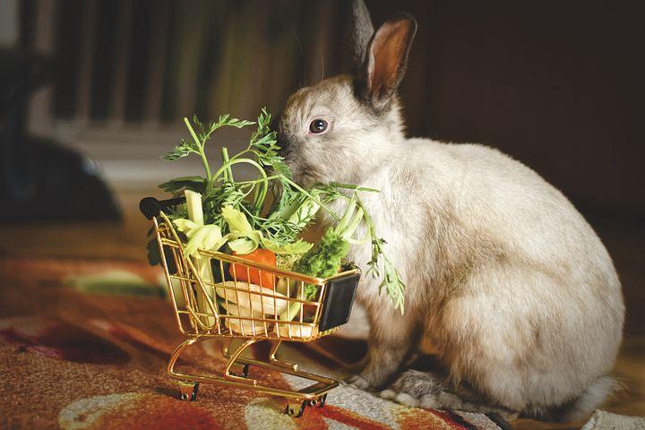 Фото Не вздумайте покупать! Три блюда, которые нельзя ставить на стол в Новый год кролика 2023 2