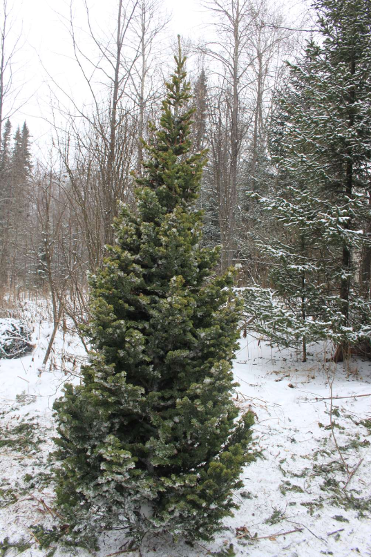 Фото Цены на новогодние елки в Новосибирске начинаются от 2,5 тысяч рублей 3