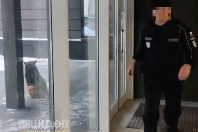 Фото В Новосибирске умерла избитая охранником бизнес-центра собака 2