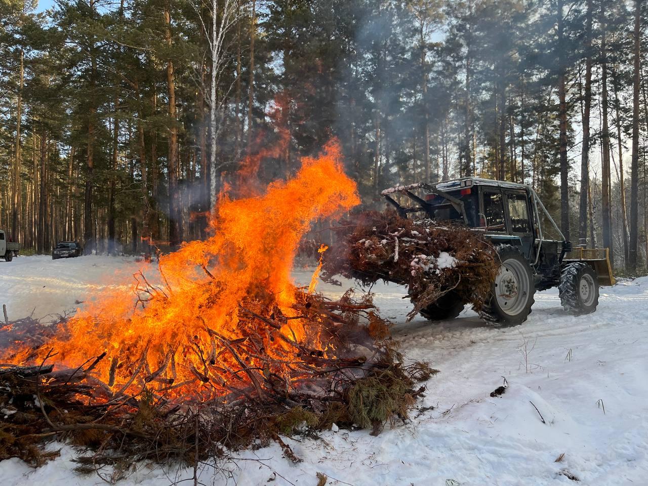 Фото 17 тысяч гектаров леса под Новосибирском обезопасили от пожаров 2