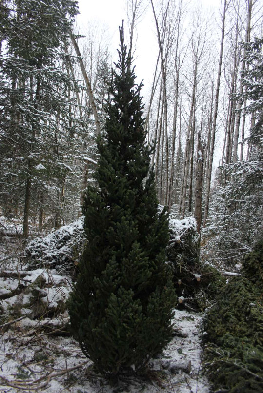 Фото Цены на новогодние елки в Новосибирске начинаются от 2,5 тысяч рублей 4