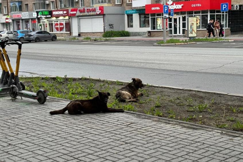 Фото Взрыв дома на Линейной и смерть детей и матери в пожаре: главные новости Новосибирской области за 18 ноября 4