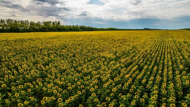 Фото Опубликовано 50 кадров с дрона видов Новосибирской области в День Сибири 24 - Сиб.ФМ Фото Опубликовано 50 кадров с дрона видов Новосибирской области в День Сибири 24