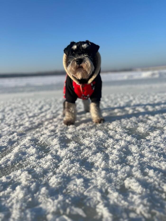 Фото Новосибирцы показали своих домашних питомцев в снегу 3 - Сиб.ФМ Фото Новосибирцы показали своих домашних питомцев в снегу 3