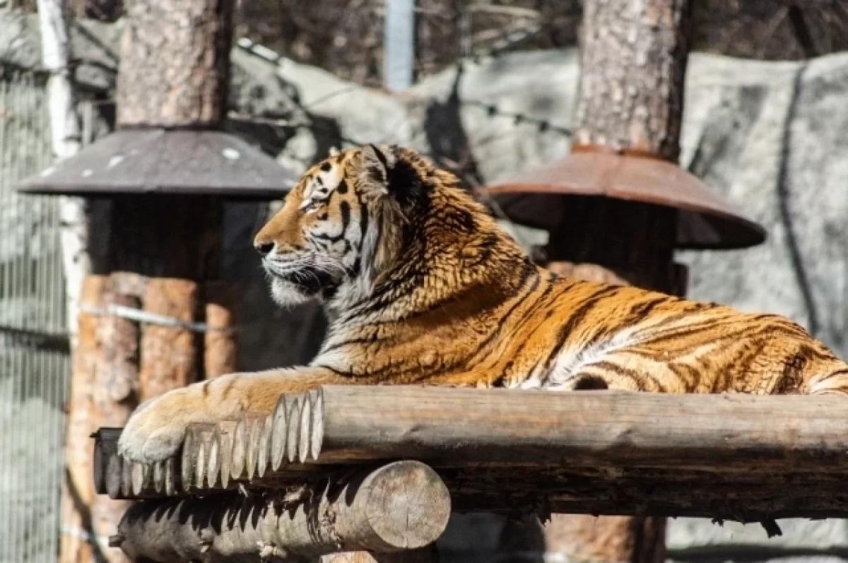 Фото ЧП с электричкой, отрезанная труба и смерть краснокнижного тигра: главное в Новосибирске за 10 ноября 2 - Сиб.ФМ Фото ЧП с электричкой, отрезанная труба и смерть краснокнижного тигра: главное в Новосибирске за 10 ноября 2