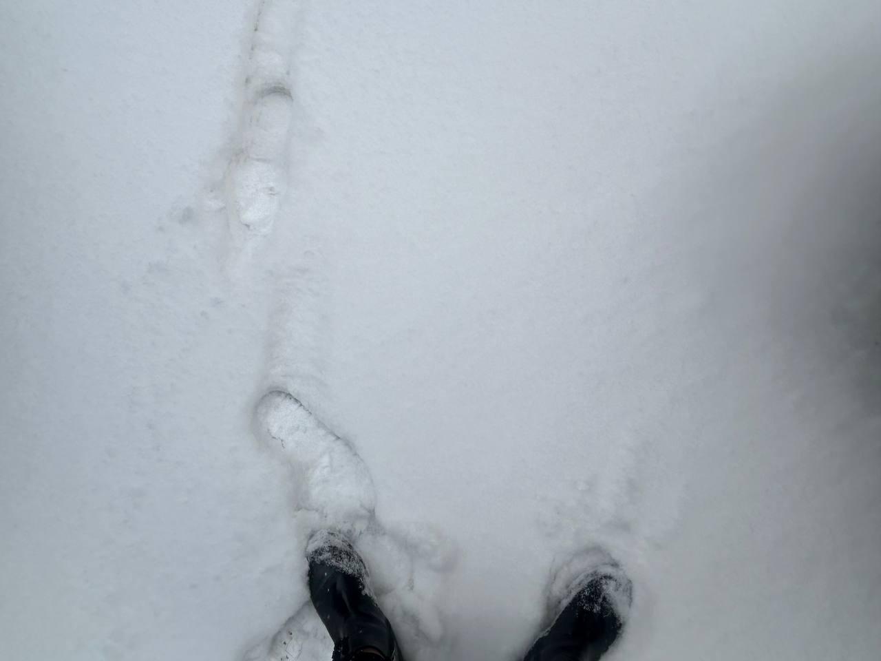 Фото На Новосибирск обрушилась метель 6 ноября 4 - Сиб.ФМ Фото На Новосибирск обрушилась метель 6 ноября 4