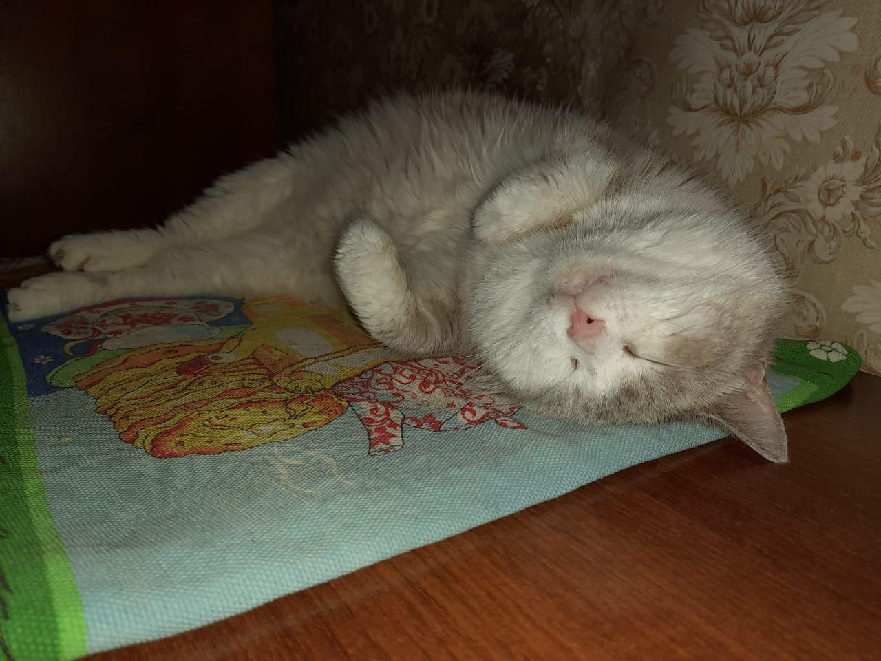 Фото Депутаты новосибирского Заксобрания показали своих домашних питомцев 5