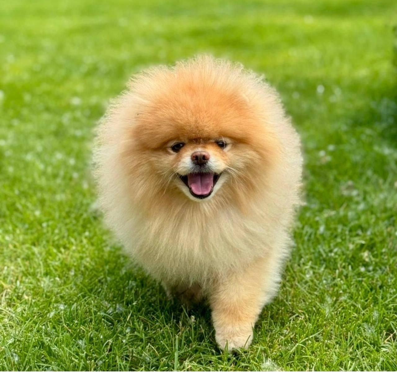 Фото Депутаты новосибирского Заксобрания показали своих домашних питомцев 2