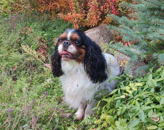 Фото Шпиц Терешковой, киски Илюхина и пудель Кальченко: депутаты новосибирского Заксобрания показали своих питомцев 6