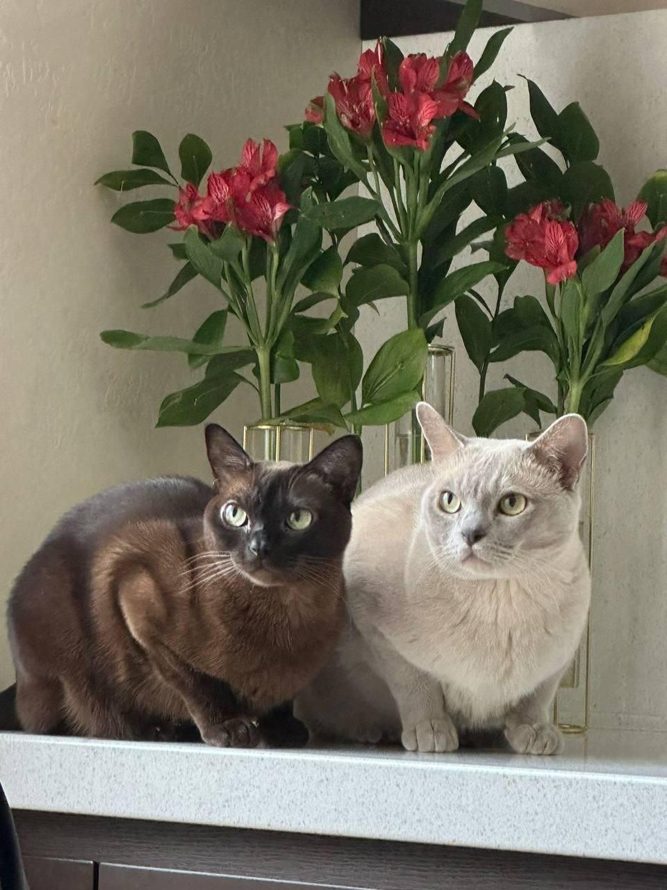 Фото Депутаты новосибирского Заксобрания показали своих домашних питомцев 3