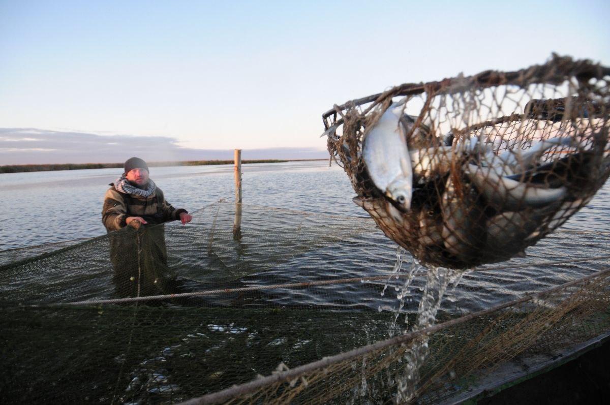 Фото В Новосибирске отметят юбилейный День пеляди 3 - Сиб.ФМ Фото В Новосибирске отметят юбилейный День пеляди 3