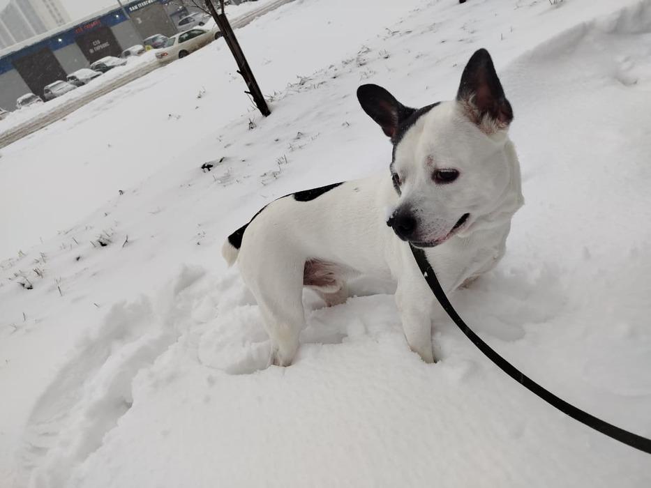 Фото Новосибирцы показали своих домашних питомцев в снегу 8 - Сиб.ФМ Фото Новосибирцы показали своих домашних питомцев в снегу 8