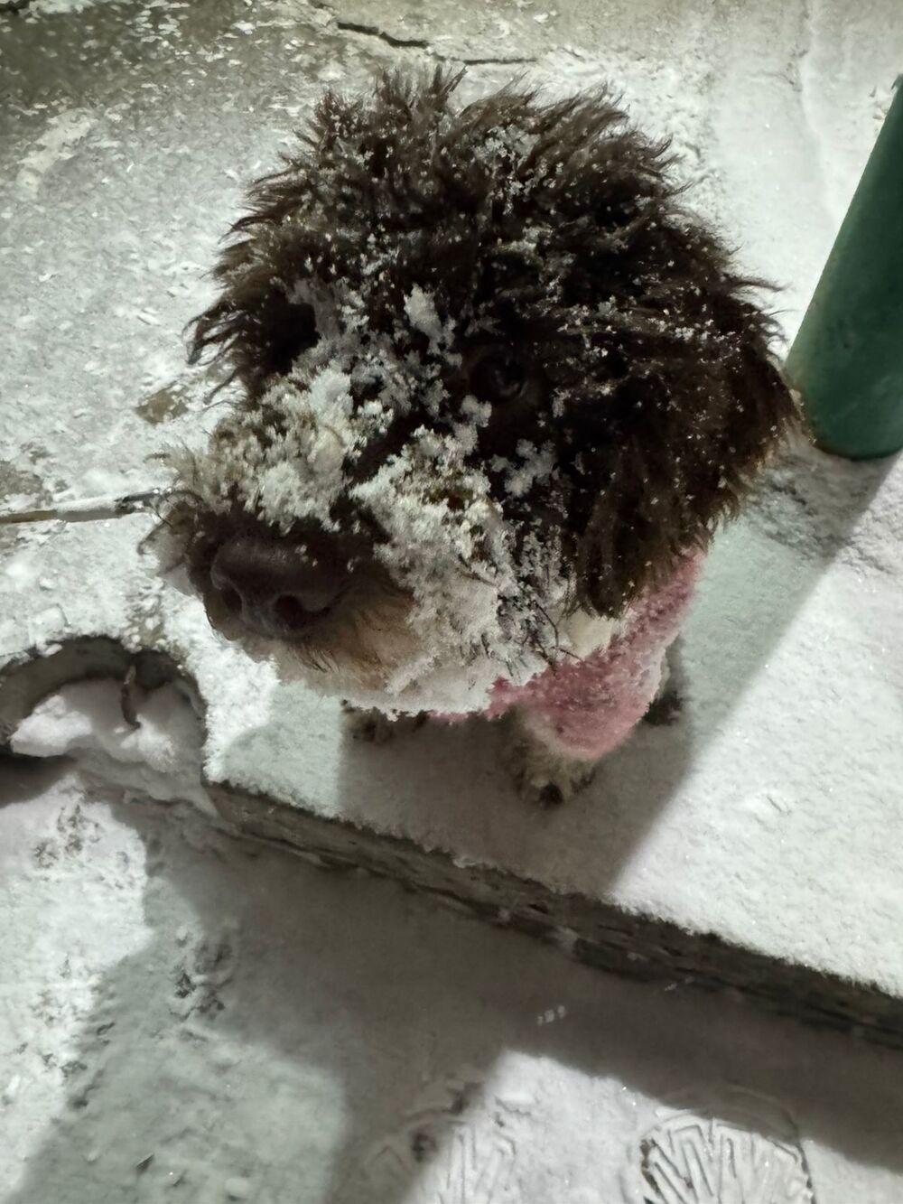 Фото Новосибирцы показали своих домашних питомцев в снегу 6 - Сиб.ФМ Фото Новосибирцы показали своих домашних питомцев в снегу 6