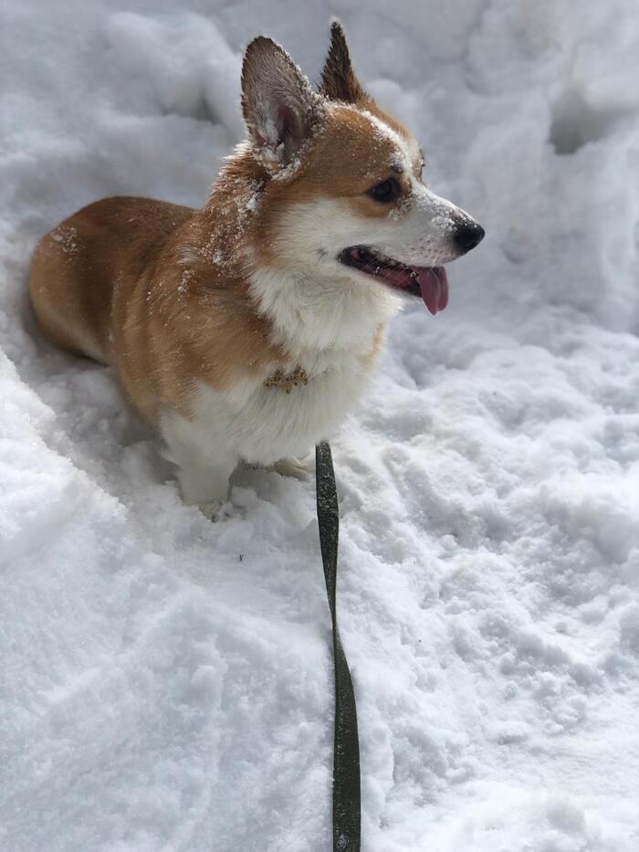 Фото Новосибирцы показали своих домашних питомцев в снегу 9 - Сиб.ФМ Фото Новосибирцы показали своих домашних питомцев в снегу 9
