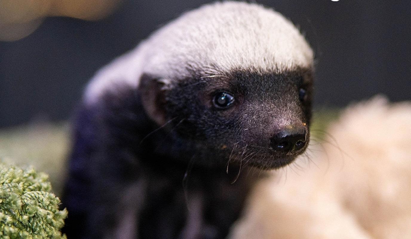 Фото В Новосибирском зоопарке девочка-медоед переехала в другой вольер 2 - Сиб.ФМ Фото В Новосибирском зоопарке девочка-медоед переехала в другой вольер 2