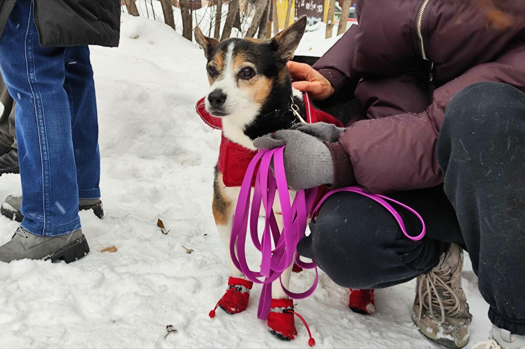 Фото Новосибирцы на митинге попросили Путина спасти собак от эвтаназии 3 - Сиб.ФМ Фото Новосибирцы на митинге попросили Путина спасти собак от эвтаназии 3