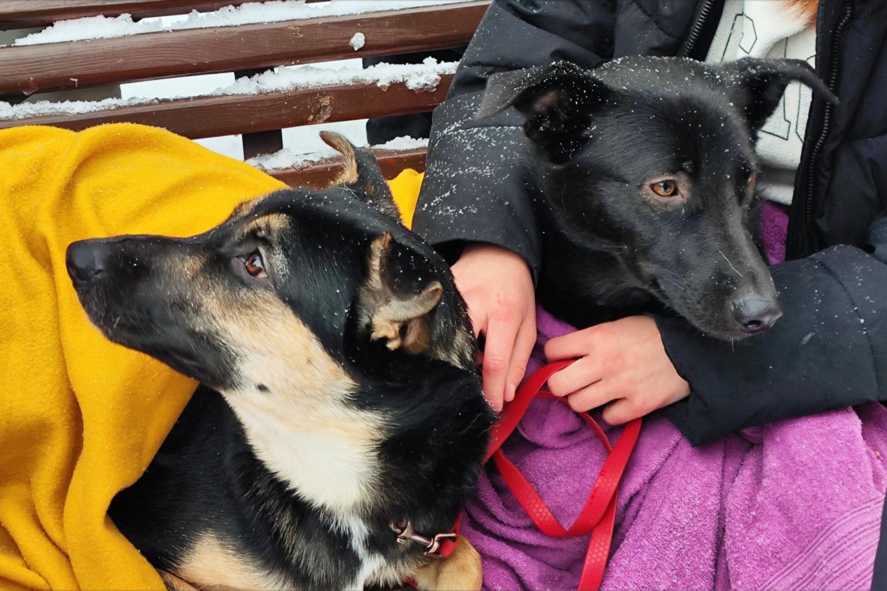 Фото Новосибирцы на митинге попросили Путина спасти собак от эвтаназии 4 - Сиб.ФМ Фото Новосибирцы на митинге попросили Путина спасти собак от эвтаназии 4