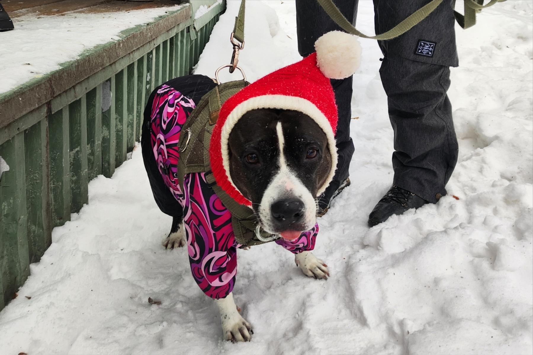 Фото Новосибирцы на митинге попросили Путина спасти собак от эвтаназии 5 - Сиб.ФМ Фото Новосибирцы на митинге попросили Путина спасти собак от эвтаназии 5