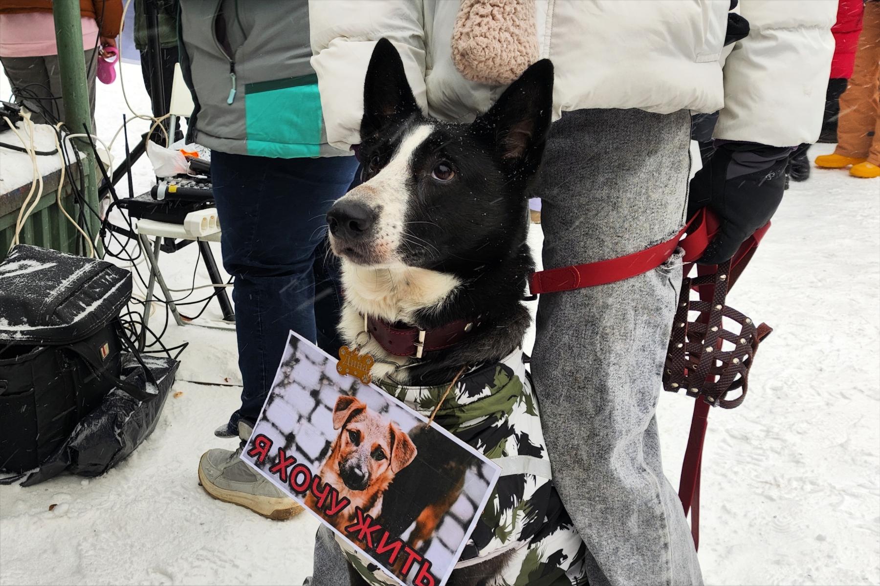 Фото Новосибирцы на митинге попросили Путина спасти собак от эвтаназии 6 - Сиб.ФМ Фото Новосибирцы на митинге попросили Путина спасти собак от эвтаназии 6