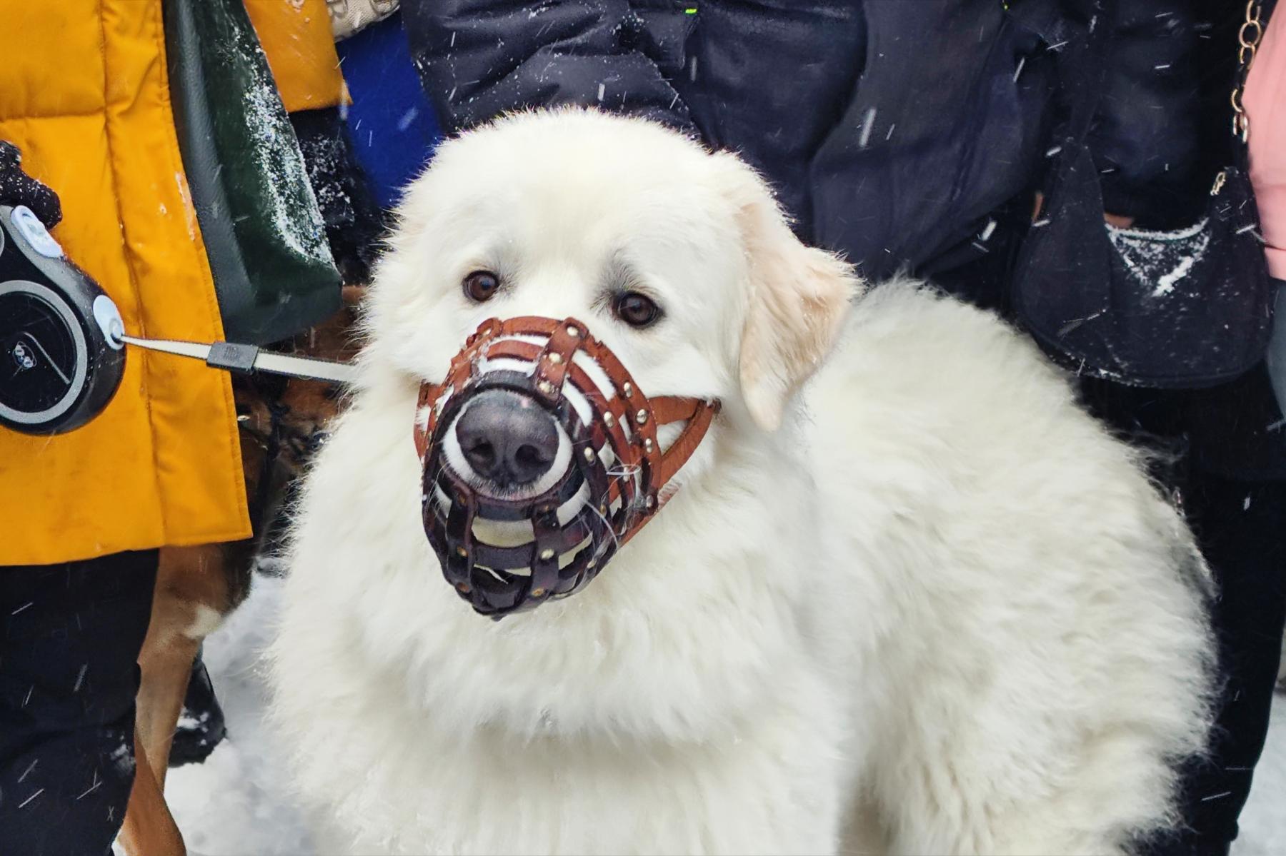 Фото Новосибирцы на митинге попросили Путина спасти собак от эвтаназии 7 - Сиб.ФМ Фото Новосибирцы на митинге попросили Путина спасти собак от эвтаназии 7