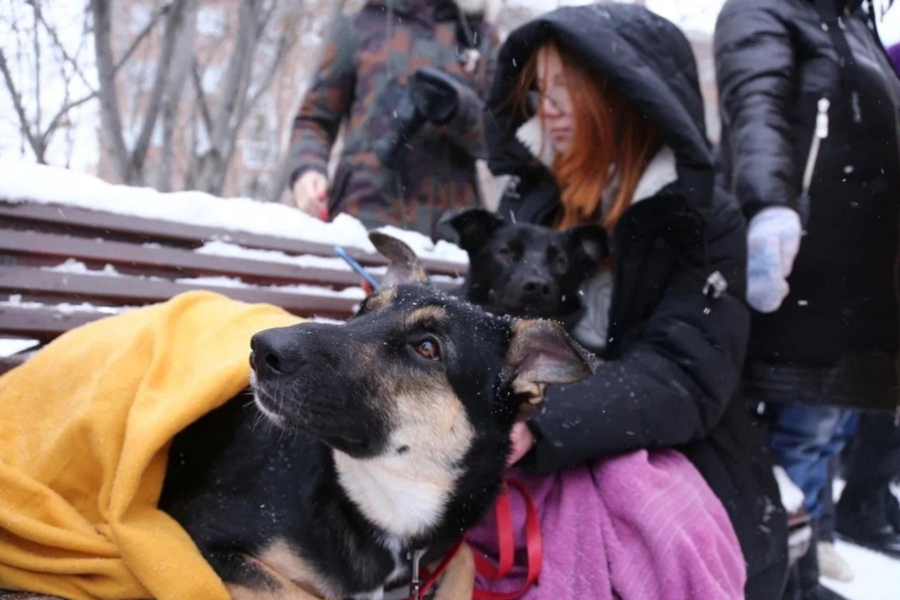 Фото Трëхлапая дворняга пришла на митинг против умерщвления бездомных собак в Новосибирске 13