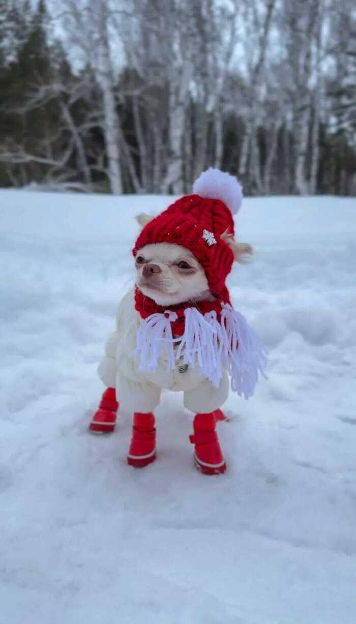 Фото Новосибирцы показали своих домашних питомцев в снегу 7 - Сиб.ФМ Фото Новосибирцы показали своих домашних питомцев в снегу 7