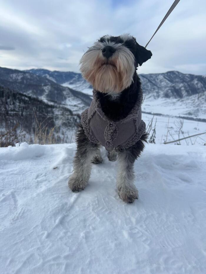 Фото Новосибирцы показали своих домашних питомцев в снегу 2 - Сиб.ФМ Фото Новосибирцы показали своих домашних питомцев в снегу 2