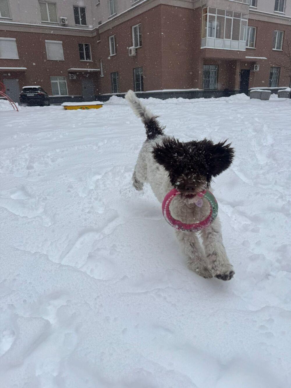 Фото Новосибирцы показали своих домашних питомцев в снегу 5 - Сиб.ФМ Фото Новосибирцы показали своих домашних питомцев в снегу 5