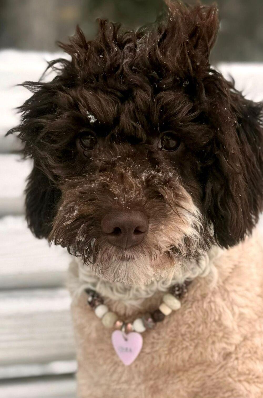 Фото Новосибирцы показали своих домашних питомцев в снегу 4 - Сиб.ФМ Фото Новосибирцы показали своих домашних питомцев в снегу 4