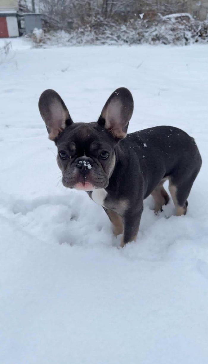 Фото Новосибирцы показали своих домашних питомцев в снегу 10 - Сиб.ФМ Фото Новосибирцы показали своих домашних питомцев в снегу 10