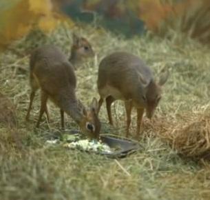 Фото В Новосибирском зоопарке родились две очаровательные малышки у дикдиков 2 - Сиб.ФМ Фото В Новосибирском зоопарке родились две очаровательные малышки у дикдиков 2