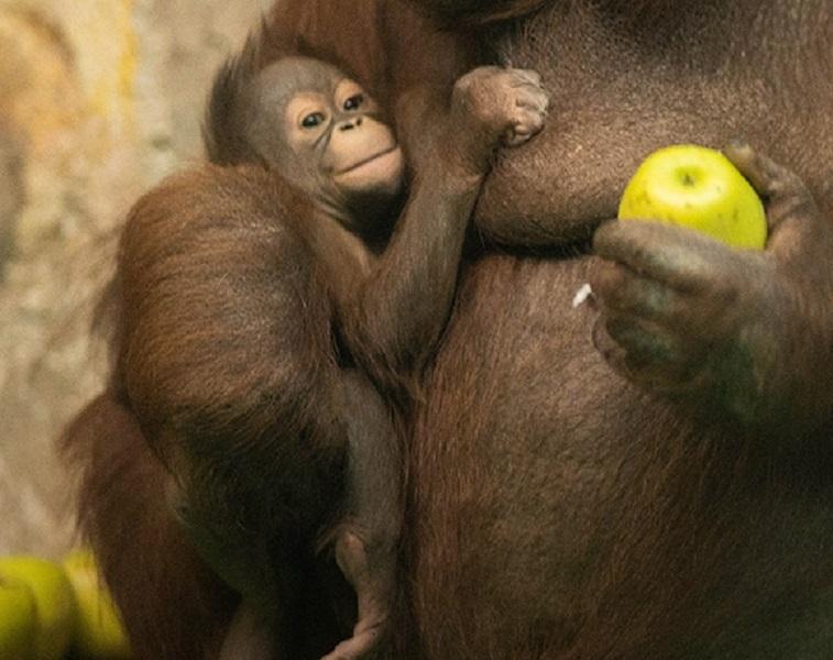 Фото До 4 ноября новосибирцы могут выбрать имя для детёныша орангутанов Бату и Мишель 2 - Сиб.ФМ Фото До 4 ноября новосибирцы могут выбрать имя для детёныша орангутанов Бату и Мишель 2