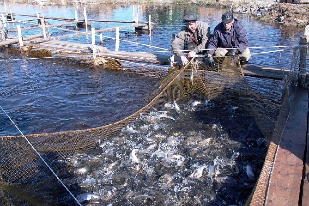 Промысел на озерах. Озеро Байкал рыбный промысел. Промысел Байкальского омуля. Вылов омуля на Байкале. Рыбный промысел на Байкале.