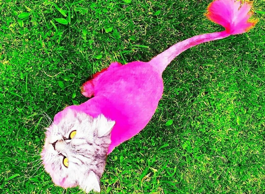 Розовая кошка. Кошка розового цвета. Розовый котенок. Кошка с розовой шерстью. Черно розовую кошку