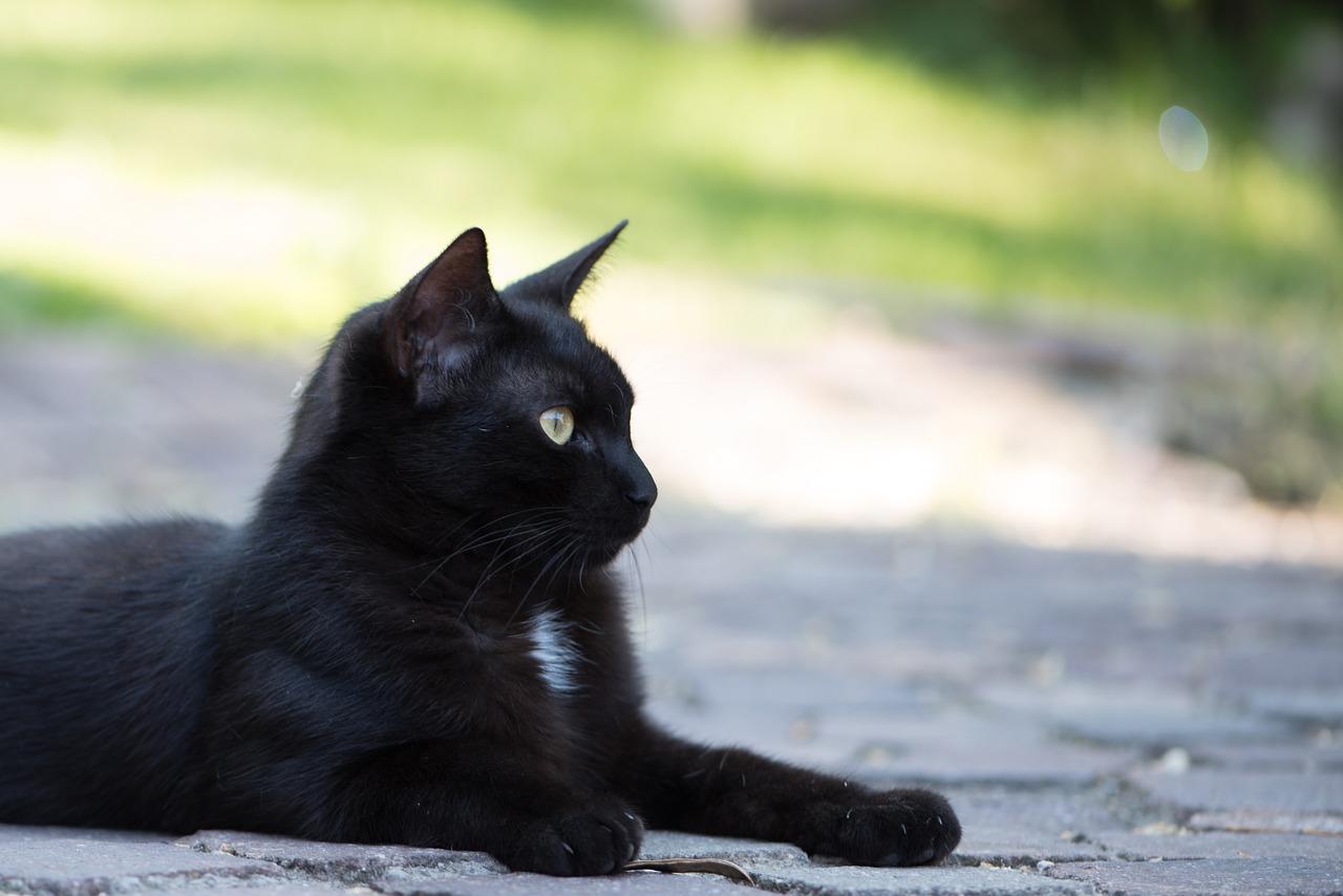 Чёрная кошка перебежала дорогу – готовься в потусторонний мир: что пророчит  примета мужчинам и женщинам - sib.fm