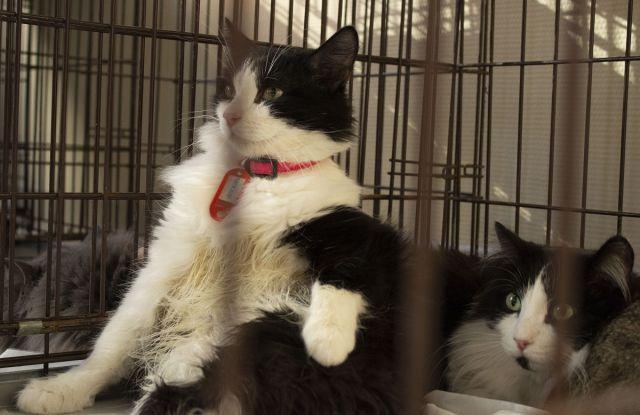 Фото Новосибирцы забрали шесть котов с выставки-раздачи бездомных животных «День хвоста» 2