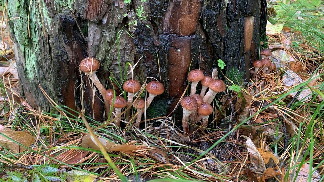 Фото «Дождик бесил, но я не сдалась»: новосибирцы закрыли грибной сезон – 2021 2
