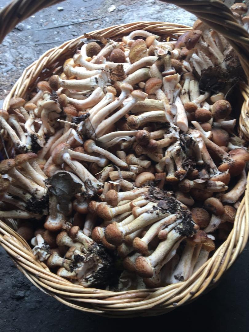 Фото «Дождик бесил, но я не сдалась»: новосибирцы закрыли грибной сезон – 2021 3