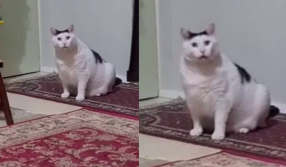 Толстый и настойчивый: как австралийский кот Бендер стал звездой TikTok и  героем мемов - sib.fm