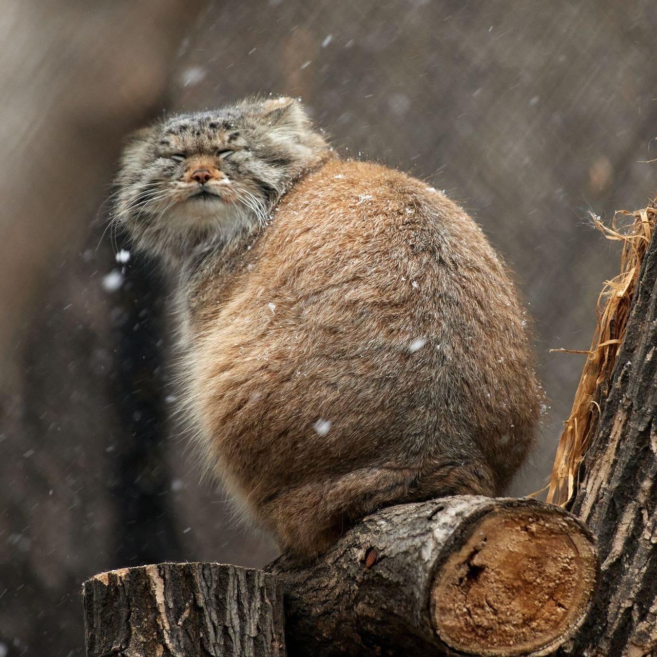 Фото Реакцию манула на первый снег показали в зоопарке Новосибирска 3