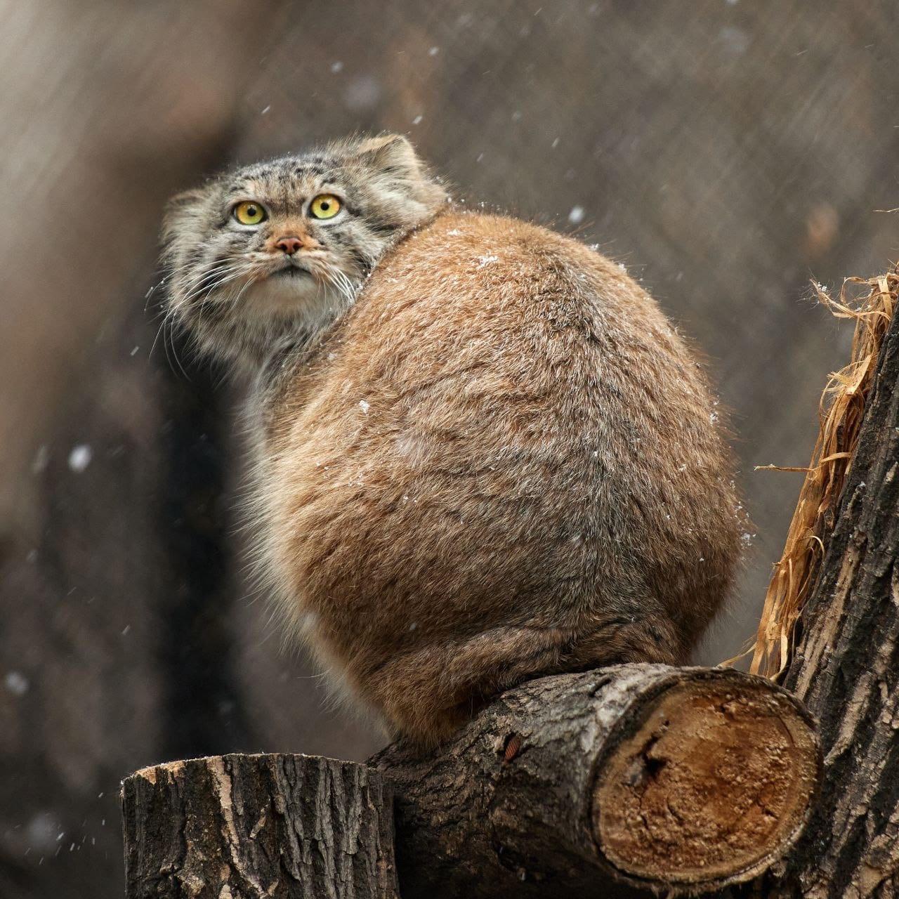 Фото Реакцию манула на первый снег показали в зоопарке Новосибирска 4