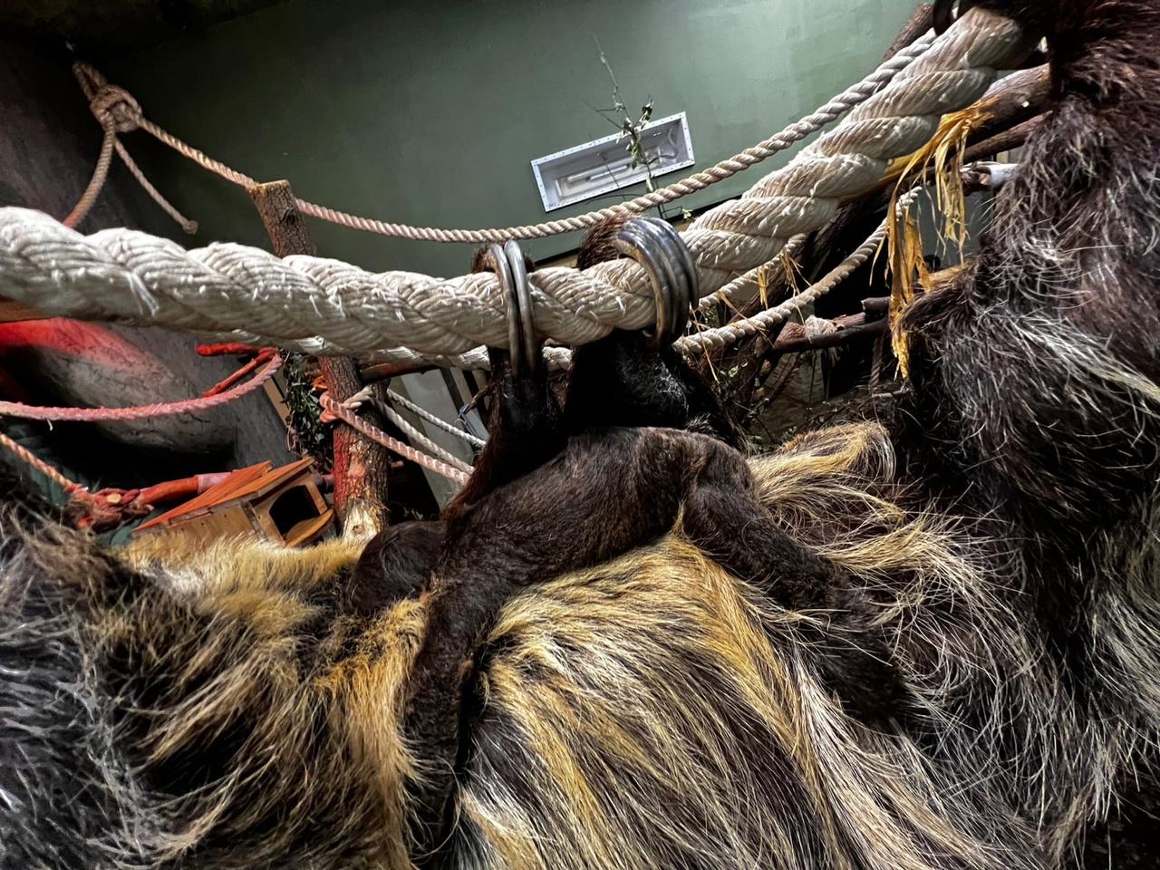 Фото В Новосибирском зоопарке показали 1,5-месячного ленивца 3