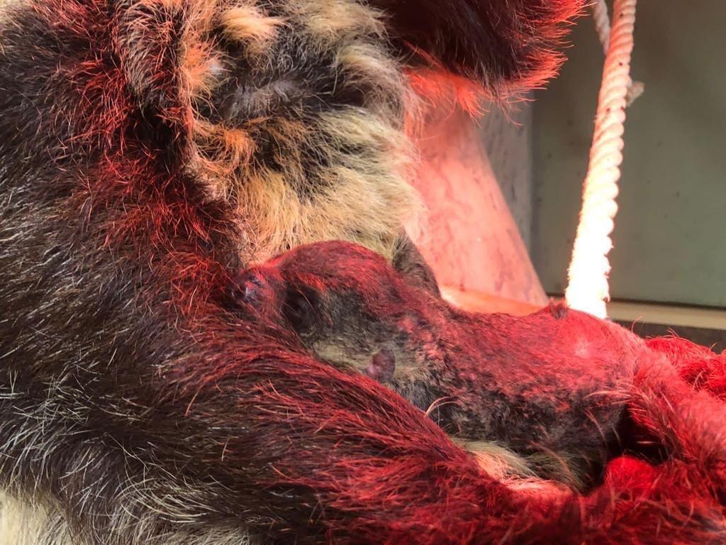 Фото В Новосибирском зоопарке показали 1,5-месячного ленивца 2