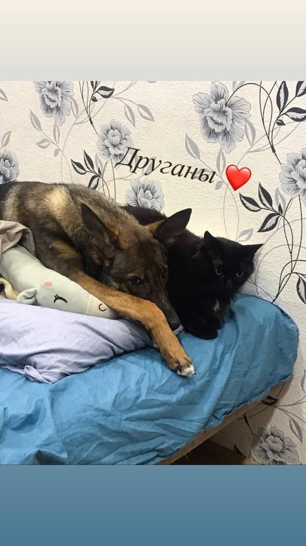 Фото «Стены содраны, диван сожран»: в Новосибирске хозяйка двух кошек, собаки и геккона  рассказала о цене любви к животным 7