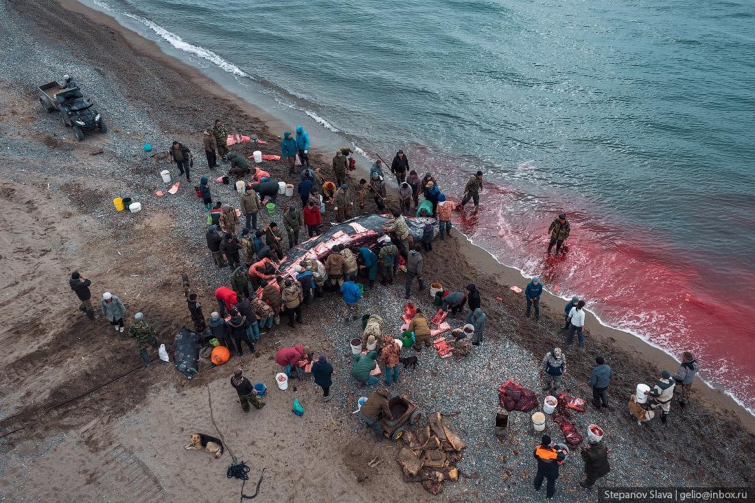 Фото Фотограф из Новосибирска Слава Степанов снял разделывание китов на Чукотке 2